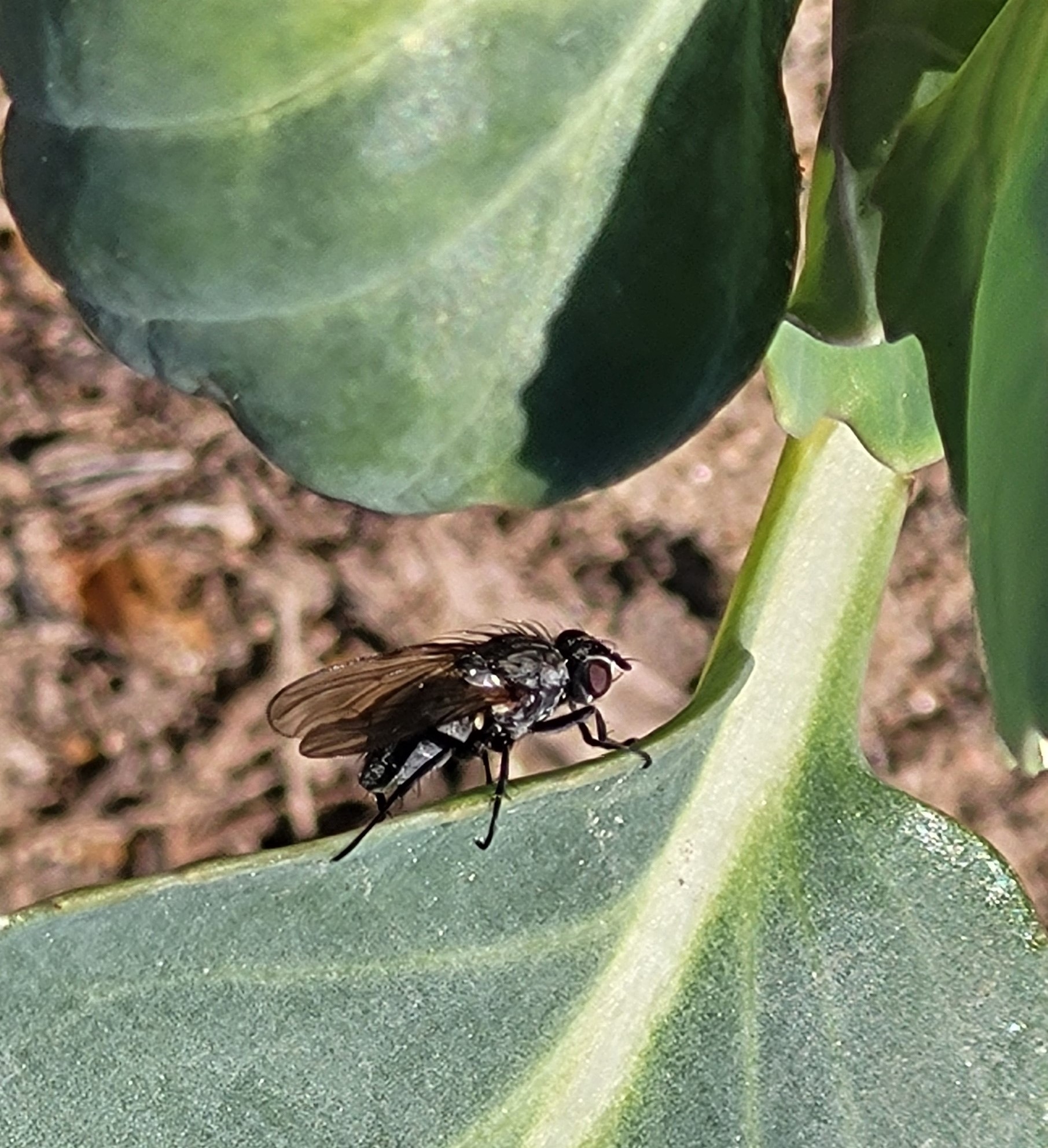 Cabbage maggot adult fly on leaf.